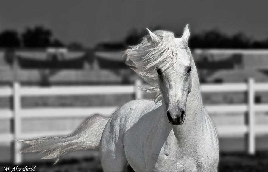 Cheval blanc