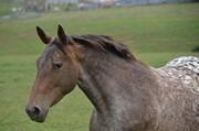 cheval