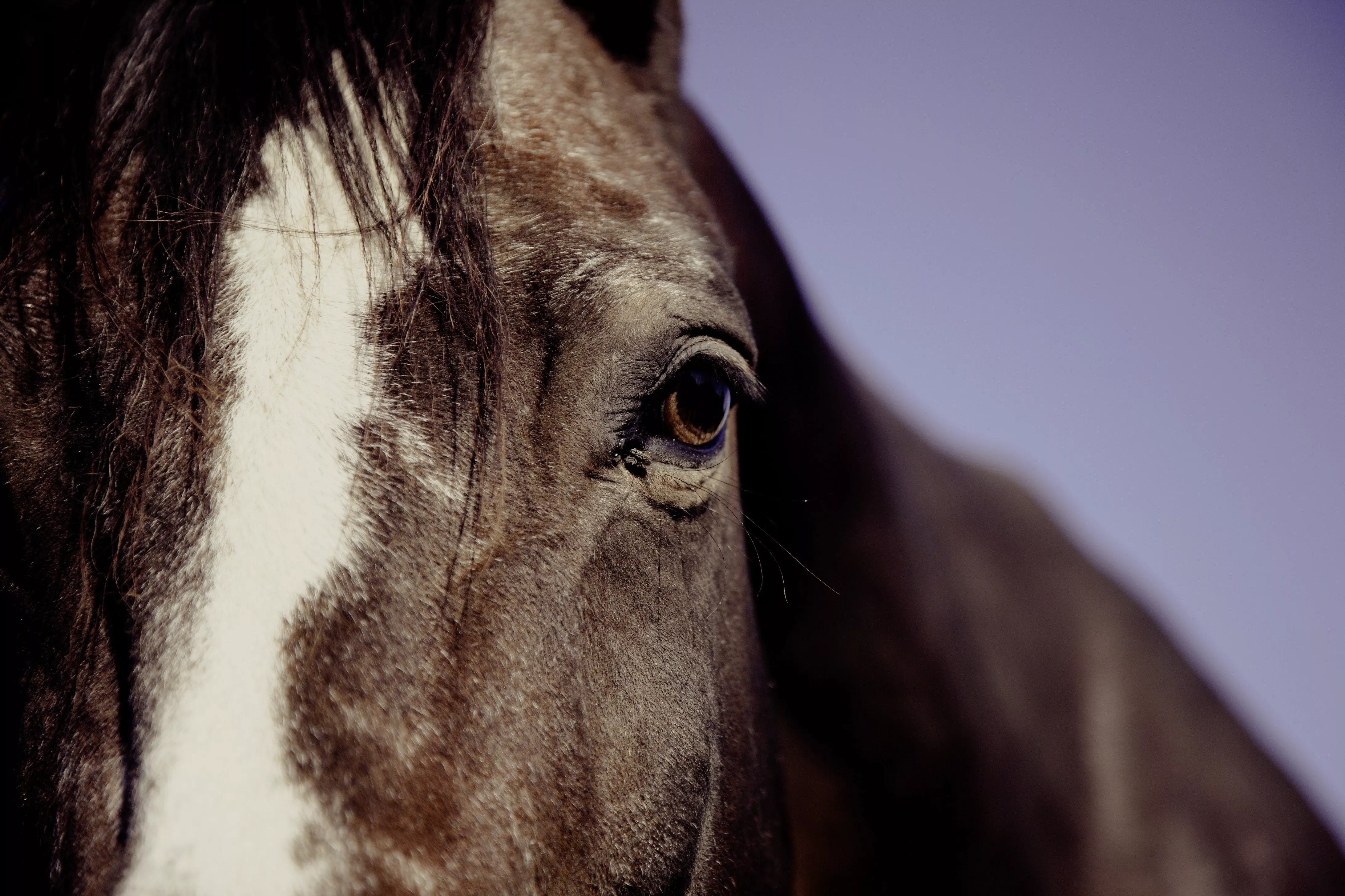 Le cheval âgé