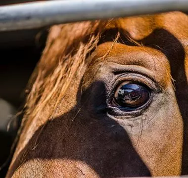 Mon cheval est devenu anxieux 