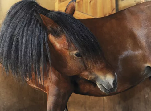 La colique chez le cheval