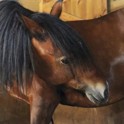 La colique chez le cheval