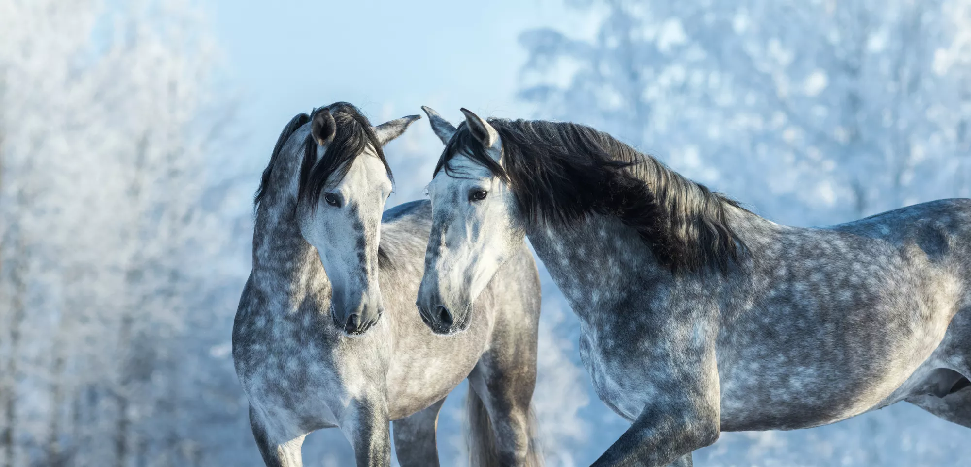 Dois-je modifier la ration de mon cheval cet hiver ?