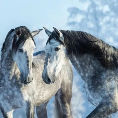 Dois-je modifier la ration de mon cheval cet hiver ?