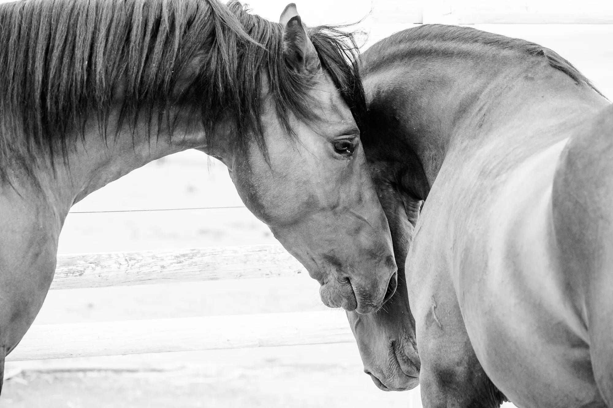 Le Bouchon Œsophagien chez le Cheval : Causes, Symptômes et Traitement