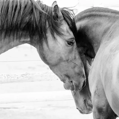 Le Bouchon Œsophagien chez le Cheval : Causes, Symptômes et Traitement