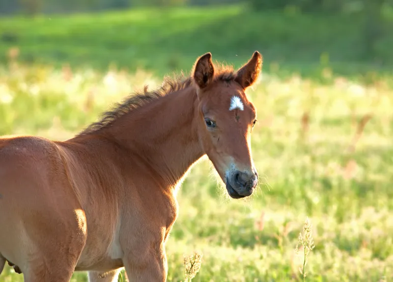 Le lien intestin-cerveau chez le cheval : un axe central pour sa santé globale