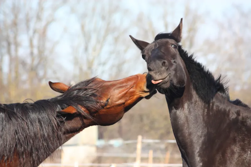 Le lien intestin-cerveau chez le cheval : un axe central pour sa santé globale