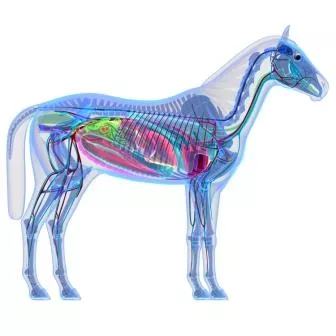 De spijsverteringsfysiologie van het paard