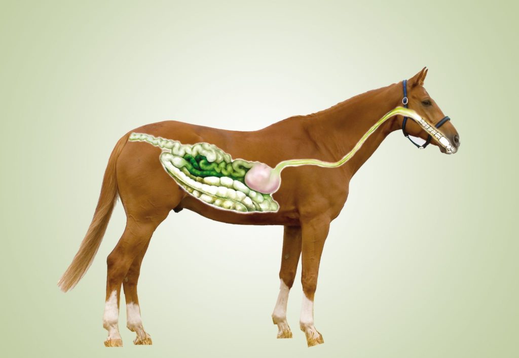 L'intestin permeable et la notion de terrain chez les chevaux