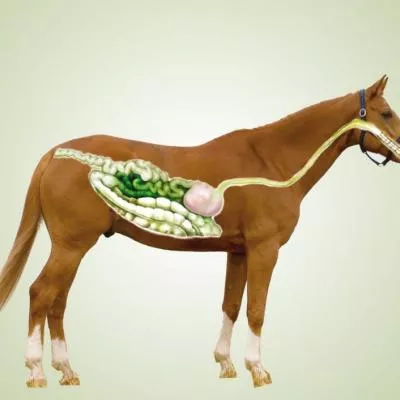 L'intestin permeable et la notion de terrain chez les chevaux