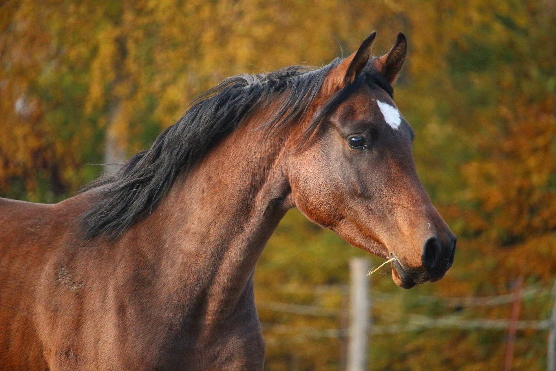 Le microbiote gastrique et les ulcères chez le cheval