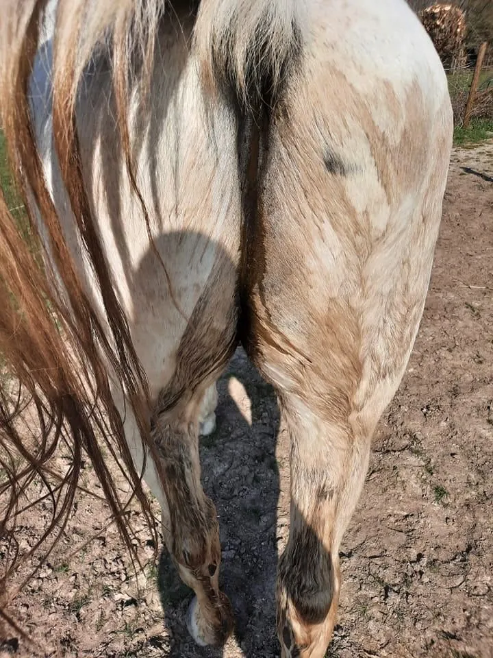 Kotwasser, jus de crottins, jets liquides