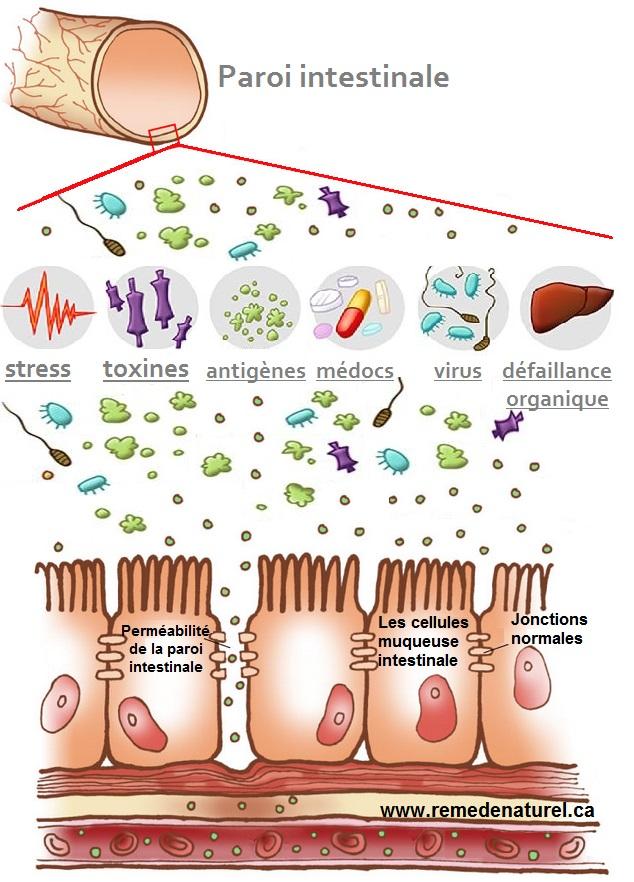 Perméabilité intestinale chez les chiens et chats, la porte ouverte aux pathologies !