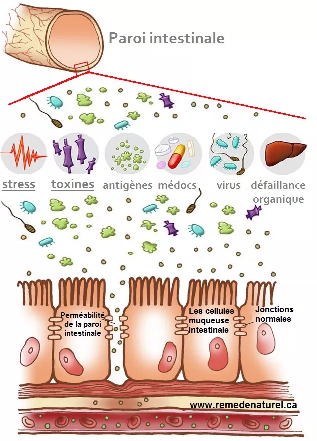 Vitalherbs articles  Perméabilité intestinale chez les chiens et