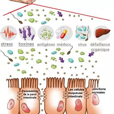 Perméabilité intestinale chez les chiens et chats, la porte ouverte aux pathologies !