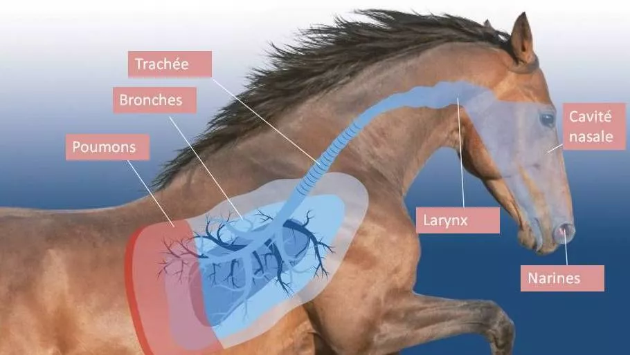 Asthme, emphysème, allergies, pathologies respiratoires : l’intestin perméable (Leaky Gut)