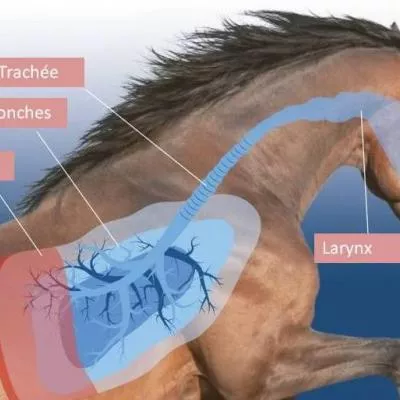 Asthme, emphysème, allergies, pathologies respiratoires : l’intestin perméable (Leaky Gut)