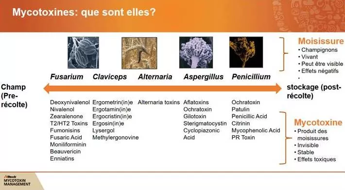 Les effets des mycotoxines sur la santé de nos chevaux.