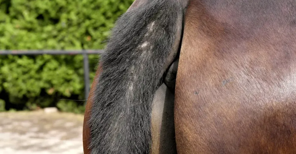 Quand le terrain déborde, la dermite éclate : le vrai visage de la DERE