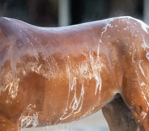 Électrolytes chez le cheval : luxe ou réelle nécessité ?
