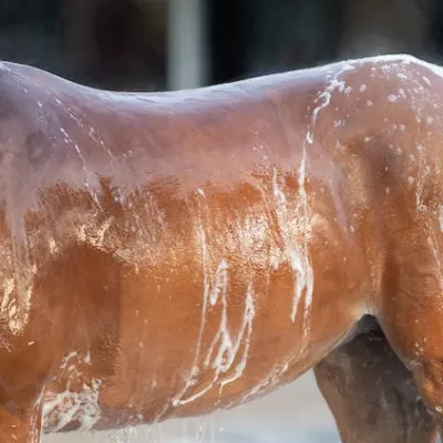 Électrolytes chez le cheval : luxe ou réelle nécessité ?