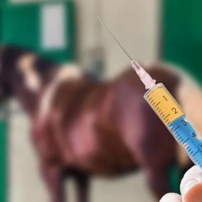 Mes pensées sur la vaccination des chevaux