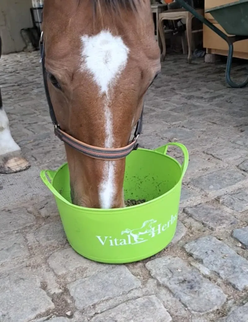 Seau Vital'Herbs VERT