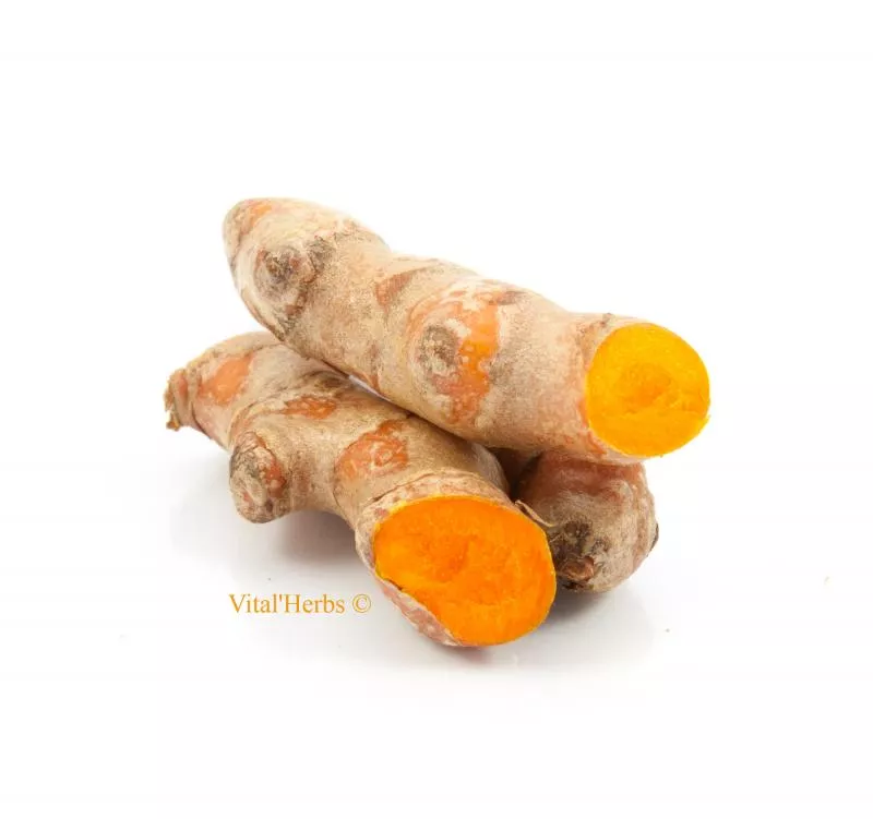 Curcuma