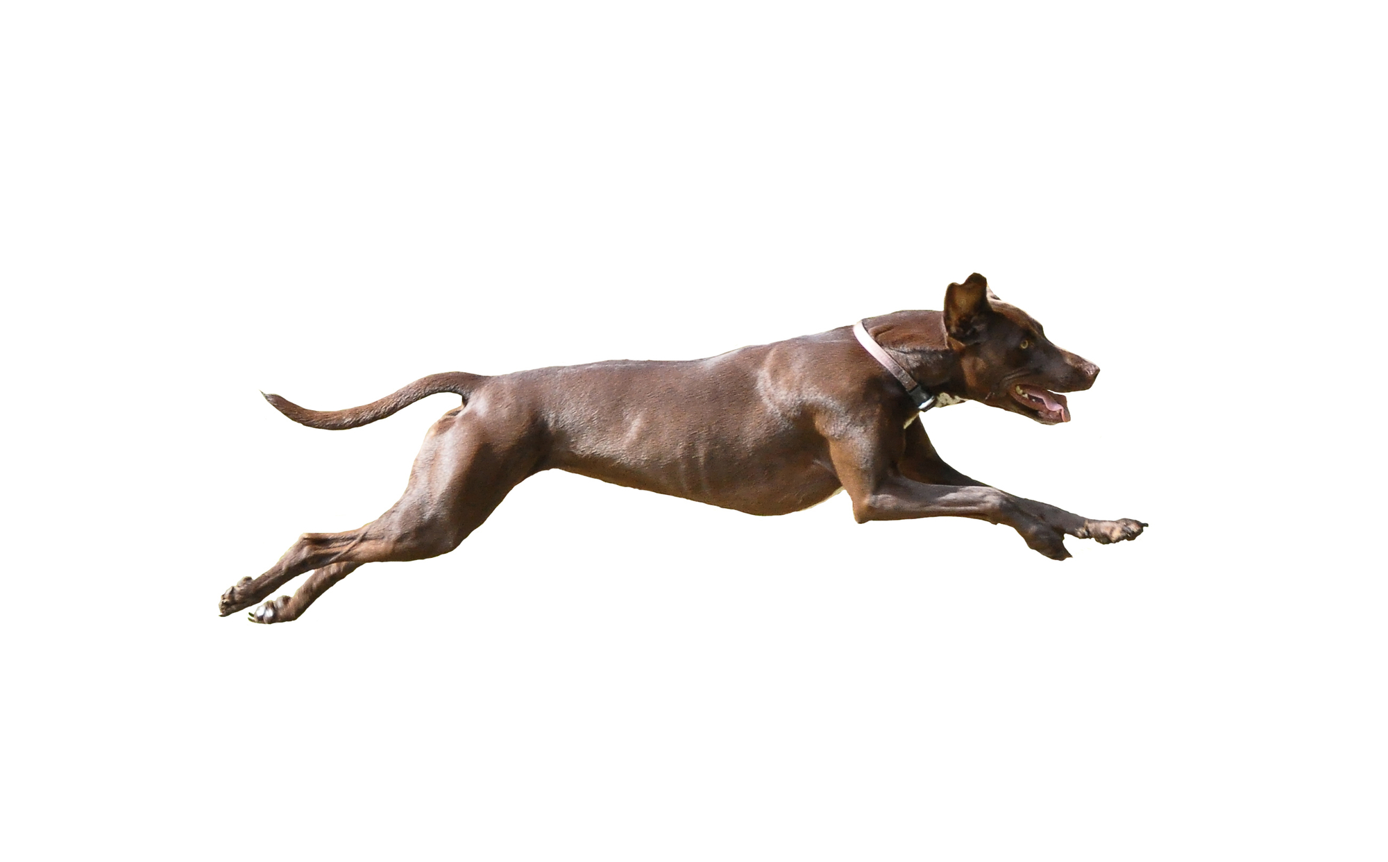 Superflex Hond Kat